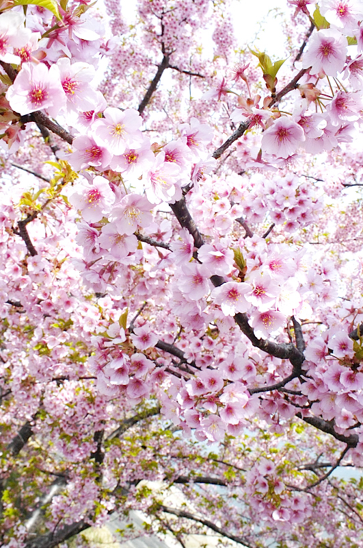 河津桜